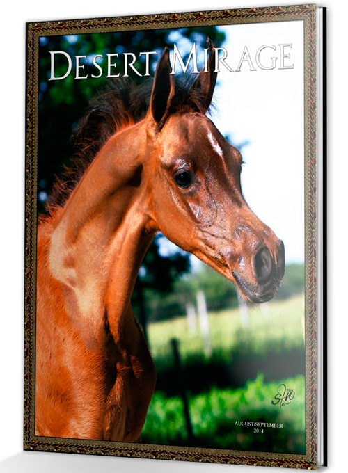 wild arabian horses in the desert